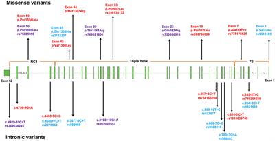 Rare and Common Variants in COL4A1 in Chinese Patients With Intracerebral Hemorrhage